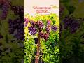আঙ্গুর গাছের প্রুনিং পদ্ধতি How To Pruning Your Grap
