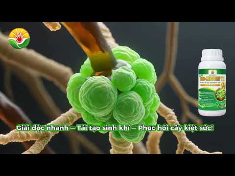 Liệu Pháp Cấp Cứu Cây Nghẹt Rễ, Vàng Lá, Nhiễm Độc Phân Thuốc Với BIO-RECOVERY 79 | GOAT NTN