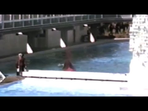 STOPPT SEAWORLD - Orca Corky und Kandu der Kampf ging Tödlich aus 1989