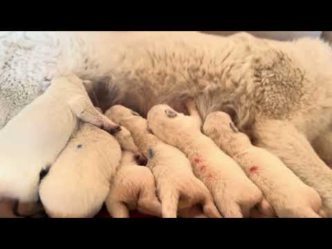 Vendita Cuccioli di pastore svizzero bianco