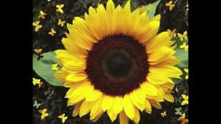 "In Back of the Real," by Allen Ginsberg