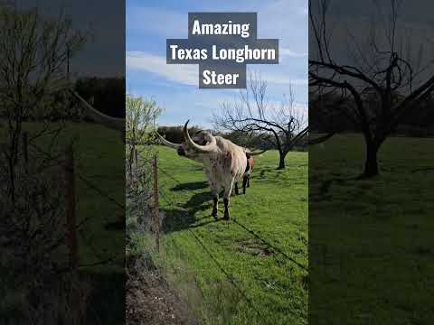 112" Tip-to-Tip Texas Longhorn Steer! #cow #cattle #farmlife #texaslonghorns #amazing