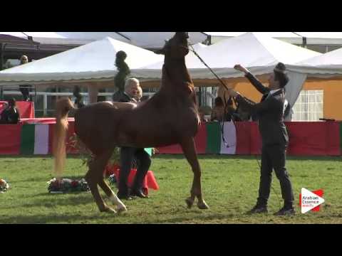 N.106 GR MARVEL - Arezzo 2015 - Stallion 7-9 years old (Class 11)