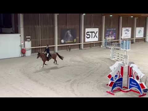 Socrates van den Bosdam - Stallion Competition Zellik