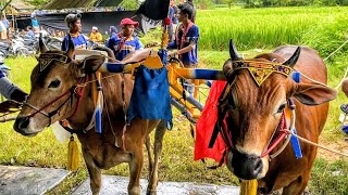 Download lagu GRT MENYALA !!! || Karapan Sapi HUT ANTI VIRUS 2026 mp3