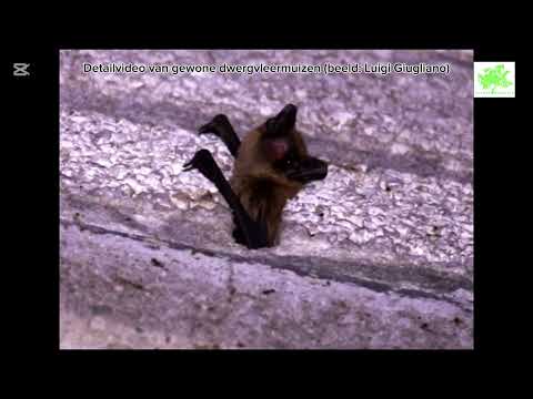 SMP Amsterdam Zuid Oost bevindingen 2025 Elsken Ecologie