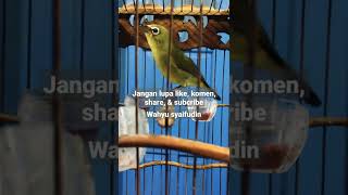 Download lagu Terapi pleci macet bunyi... agar Buka Paruh  #plecigacor #masteranpleci #terapipleci #plecibetina mp3