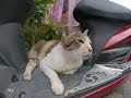 Asian Pussy Cat On Their Motorcycle Need Some Sunscreen 2