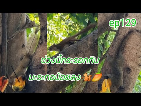 ep129 ช่วงนี้กระรอกกินมะระกอน้อยลง🐿🥭