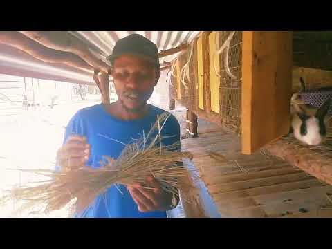 Ultimate Guide to Rabbit Feeding: Nutritional Tips and Best Practices