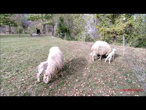 PECORE E AGNELLINI ALLA 28^ MOSTRA DI RAZZA FRABOSANA ROASCHINA. DOM. 15 - 10 - 2023.