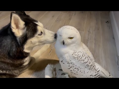 Precious interaction between husky and owl best friends