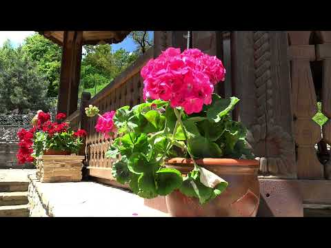 La  Manastirea Prislop  În Duminica A 5 A După Paști, A D  2021