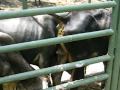 Cow Pooping