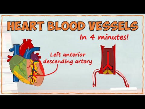Blood Supply of the Heart