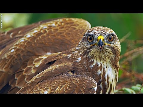 How sparrowhawks catch garden birds - Life in the Air _ Welcome to Rochester, Minnesota!