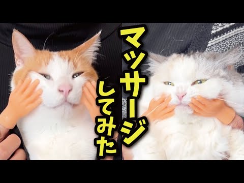 猫を謎の手でマッサージしてみたらこうなりました