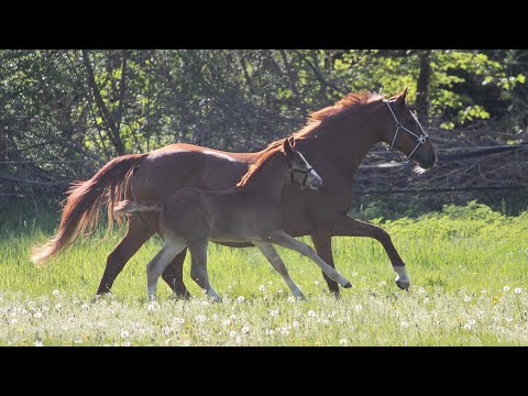 Zenjin HL (Zoom x Lauries Crusador xx) auf der Fohlenschau