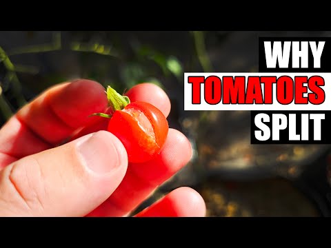 Solutions To Blossom End Rot In Tomatoes etc