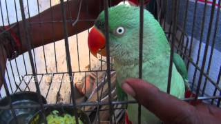 Talking Parrot, Nagpur