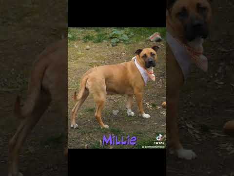 Give Central Valley Dogs a Second Chance
