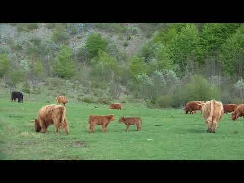 Highland Cattle con vitello al pascolo 2