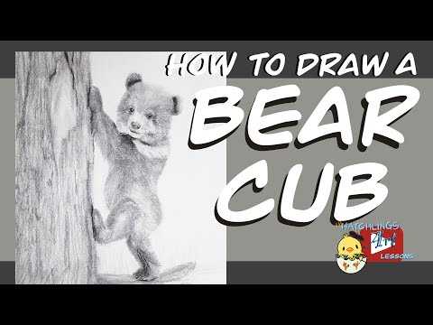 How to Draw a Bear Cub - pencil sketch - Little Hatchlings Art Lessons