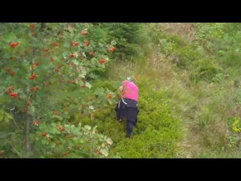 Sběrači borůvek v Krkonoších (Harrachov)