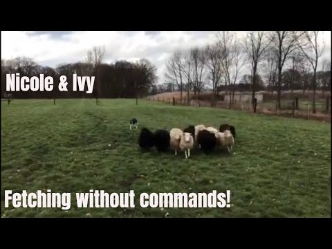 Border Collie | Fetching Sheep | No commands!