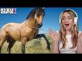 CATCHING RARE WILD HORSES Red Dead Redemption 2 Evergreen Equine Pinehaven