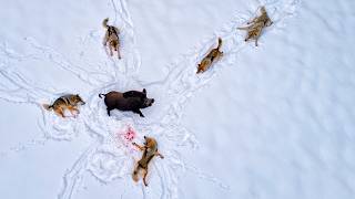 Download lagu ONE Against 5 WOLVES: The Wild Boar — The Most DANGEROUS Animal in the Forest! mp3 Download lagu ONE Against 5 WOLVES: The Wild Boar — The Most DANGEROUS Animal in the Forest! mp3