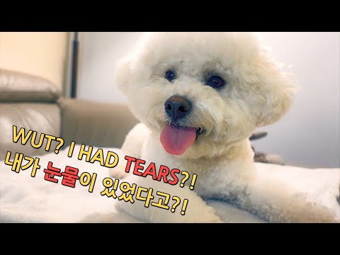 Completely removed our bichon's tear stains. SOM-thing Special Magic product for dog tear stains!
