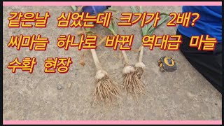 같은날 심었는데 크기가 2배? 씨마늘 하나로 바뀐 역대급 마늘 수확 현장(농사의신)