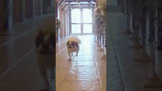 リングドッグ頑張ってくれたフレブル🐶❤️