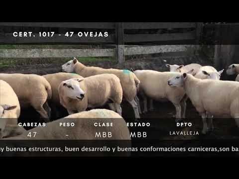 Lote 47 Ovejas M.O. Texel en Ruta 14 a 3km de R8 - Paraje Retamosa