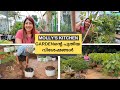 MOLLY S KITCHEN GARDENന്റെ പുതിയ വിശേഷങ്ങൾ Molly S Garden Revamp
