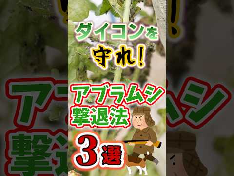 桃アブラムシ天然抗アブラムシ処理剤の製造