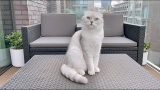 Summer Time Fine In London With Two Scottish Fold Cats