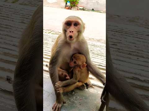 monkey voice | bandar ki aawaz #monkeyvideo #bandar #monkey