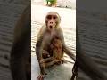 Monkey Voice Bandar Ki Aawaz Monkeyvideo Bandar Monkey