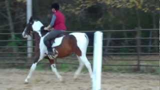 preview picture of video 'CA Avalanche National Show Horse Pinto Gelding'