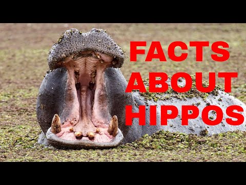 , title : '39 INTERESTING FACTS ABOUT HIPPOPOTAMUS(CAN HIPPO SWIM?)'