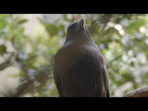 Video: UH Hilo research and conservation work for the ‘alalā (Hawaiian crow) - UH Hilo Stories