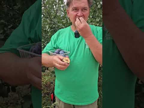 Kulinaria Toptaste szilvafa