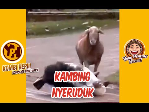 kombi-heppiii-kambing-nyeruduk