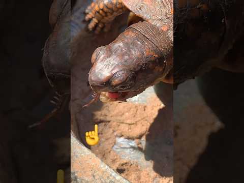 HAND fed this mouf breathing savage #turtle #savage #hilarious #funnyanimal