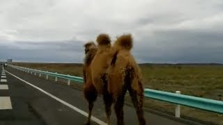 Life in the fast lane as camels take highway stroll in Xinjiang