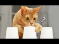 Smart Cat Training with Shell Cup ChallengeㅣDino cat