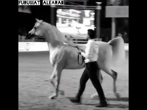 مهرجان الأمير سلطان بن عبدالعزيز العالمي للجواد العربي 2018 | الجميل مكسويل نوا ابن دبليو اتش جستس