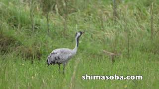 アカツクシガモ、カリガネ、クロヅルなど長逗留中(動画あり)